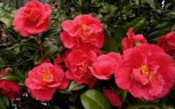 Kramers Supreme Red Double Camellia Japonica - 3 Gallon Pot -Orchard Essence Camellia Kramers Supreme 52
