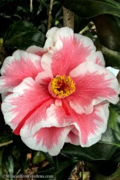Lady Vansittart Multicolor Camellia Japonica - 6 Pack Of 1 Gallon Pots -Orchard Essence Camellia Lady Vansittart 12