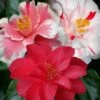 Lady Vansittart Multicolor Camellia Japonica - 6 Pack Of 1 Gallon Pots -Orchard Essence Camellia Lady Vansittart 50