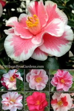 Lady Vansittart Multicolor Camellia Japonica - 6 Pack Of 1 Gallon Pots -Orchard Essence Camellia Lady Vansittart 500x750 1