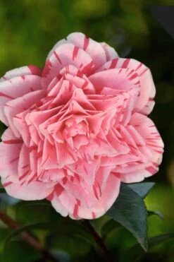 Les Marbury Camellia Japonica - 1 Gallon Pot -Orchard Essence Camellia Les Marbury 3 1