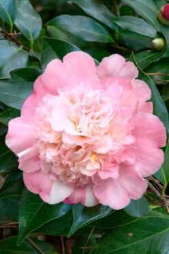 Look Again Camellia Japonica - 1 Gallon Pot -Orchard Essence Camellia Look Again 1