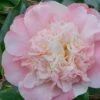 Look Again Camellia Japonica - 1 Gallon Pot -Orchard Essence Camellia Look Again 2