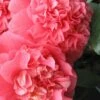 Maidens Of Great Promise Camellia - Japonica - 1 Gallon Pot -Orchard Essence Camellia Maiden Of Great Promise 1