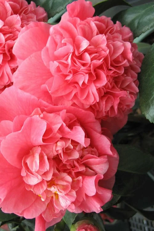 Maidens Of Great Promise Camellia - Japonica - 1 Gallon Pot 3 Maidens Of Great Promise Camellia - Japonica - 1 Gallon Pot