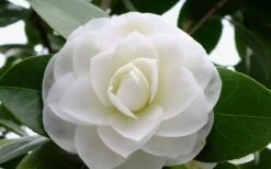 Morning Glow Camellia Japonica - 2 Gallon Pot -Orchard Essence Camellia Morning Glow 800x500 1