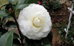 Morning Glow Camellia Japonica - 2 Gallon Pot -Orchard Essence Camellia Morning Glow 9