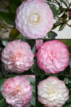 Nuccio's Pearl Camellia Japonica - 3 Gallon Pot -Orchard Essence Camellia Nuccios Pearl 1