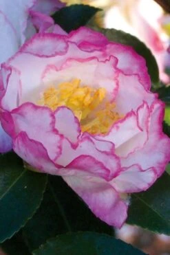 October Magic Inspiration Camellia - 3 Gallon Pot -Orchard Essence Camellia October Inspiration