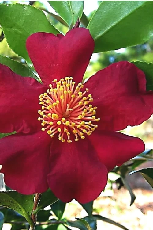 October Magic Crimson 'N Clover Camellia - 3 Gallon Pot 3 October Magic Crimson 'N Clover Camellia - 3 Gallon Pot
