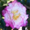 October Magic Inspiration Camellia - 3 Gallon Pot -Orchard Essence Camellia October Magic Inspiration 10