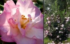 October Magic Orchid Camellia - 3 Gallon Pot -Orchard Essence Camellia October Magic Orchid Flowers 2 1