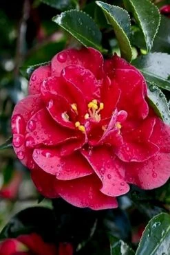 October Magic Ruby Camellia - 2 Gallon Pot -Orchard Essence Camellia October Magic Ruby 23