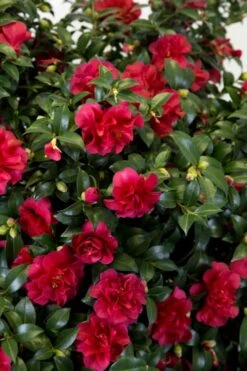October Magic Ruby Camellia - 2 Gallon Pot -Orchard Essence Camellia October Magic Ruby 27