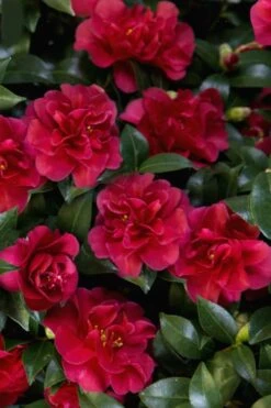 October Magic Ruby Camellia - 2 Gallon Pot -Orchard Essence Camellia October Magic Ruby 28