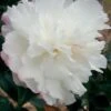 October Magic Snow Camellia - 2.5 Quart Pot -Orchard Essence Camellia October Magic Snow 5