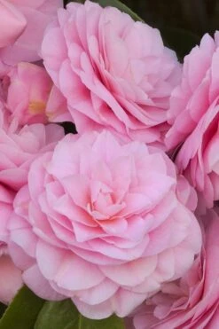 Pearl Maxwell Camellia Japonica - 3 Gallon Pot -Orchard Essence Camellia Pearl Maxwell 10