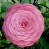 Pearl Maxwell Camellia Japonica - 3 Gallon Pot -Orchard Essence Camellia Pearl Maxwell 4