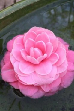 Pearl Maxwell Camellia Japonica - 3 Gallon Pot -Orchard Essence Camellia Pearl Maxwell 5