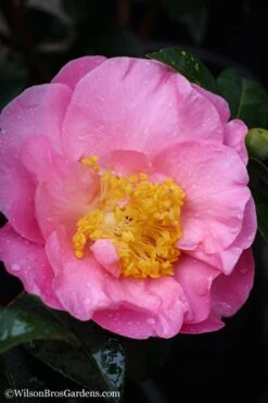 Autumn Pink Icicle Cold Hardy Camellia - 3 Gallon Pot -Orchard Essence Camellia Pink Icicle 20