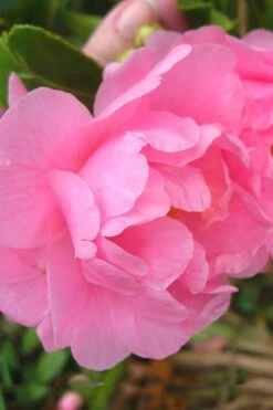 Autumn Pink Icicle Cold Hardy Camellia - 3 Gallon Pot -Orchard Essence Camellia Pink Icicle 6