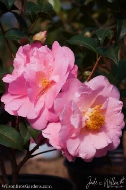 Autumn Pink Icicle Cold Hardy Camellia - 3 Gallon Pot -Orchard Essence Camellia Pink Icicle JW 1