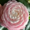 Pink Perfection Camellia Japonica - 7 Gallon Pot (3-4') -Orchard Essence Camellia Pink Perfection 26
