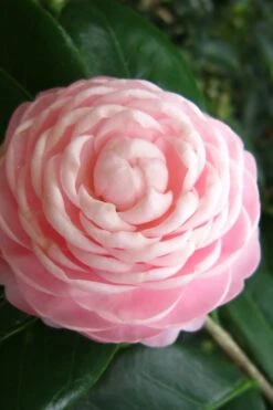 Pink Perfection Camellia Japonica - 7 Gallon Pot (3-4') -Orchard Essence Camellia Pink Perfection 27