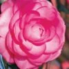 Pink Princess Camellia Japonica - 3 Gallon Pot -Orchard Essence Camellia Pink Princess 1