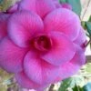 Purple Dawn Camellia Japonica - 3 Gallon Pot -Orchard Essence Camellia Purple Dawn 9
