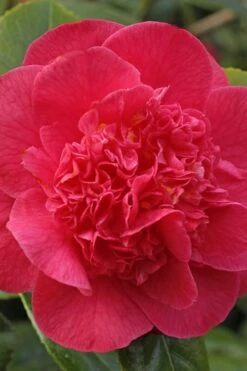 Red Fellow Camellia Japonica - 1 Gallon Pot -Orchard Essence Camellia Red Fellow 1