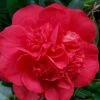 Red Fellow Camellia Japonica - 1 Gallon Pot -Orchard Essence Camellia Red Fellow 2