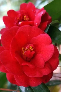 Rosehill Red Camellia - 3 Gallon Pot -Orchard Essence Camellia Rose Hill Red 2