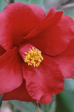 Royal Velvet Red Camellia Japonica - 7 Gallon Pot -Orchard Essence Camellia Royal Velvet 2