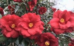 Royal Velvet Red Camellia Japonica - 7 Gallon Pot -Orchard Essence Camellia Royal Velvet 3