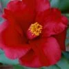 Royal Velvet Red Camellia Japonica - 7 Gallon Pot -Orchard Essence Camellia Royal Velvet 5