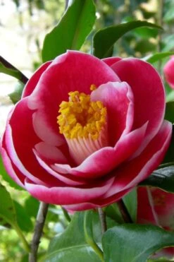 Sadaharu Oh Camellia - 3 Gallon Pot -Orchard Essence Camellia Sadaharu Oh 6