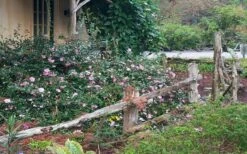 Sarrel Dwarf Camellia Sasanqua - 1 Gallon Pot -Orchard Essence Camellia Sarrel 5