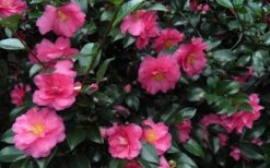 Shishi Gashira Dwarf Camellia Sasanqua - 2.5 Quart Pot -Orchard Essence Camellia Shishi Gashira 24