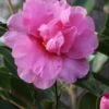 Showa No Sakae Dwarf Camellia Sasanqua - 1 Gallon Pot -Orchard Essence Camellia Showa No Sakae 11