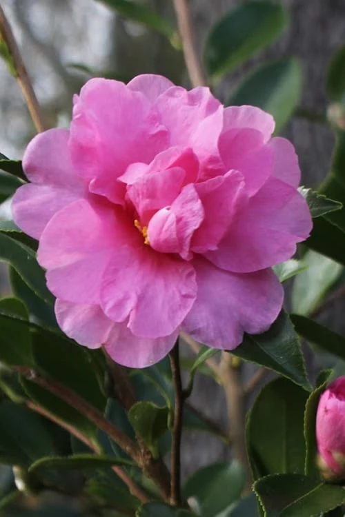 Showa No Sakae Dwarf Camellia Sasanqua - 1 Gallon Pot 3 Showa No Sakae Dwarf Camellia Sasanqua - 1 Gallon Pot