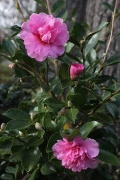 Showa No Sakae Dwarf Camellia Sasanqua - 1 Gallon Pot 12 Showa No Sakae Dwarf Camellia Sasanqua - 1 Gallon Pot -Orchard Essence Camellia Showa No Sakae 12