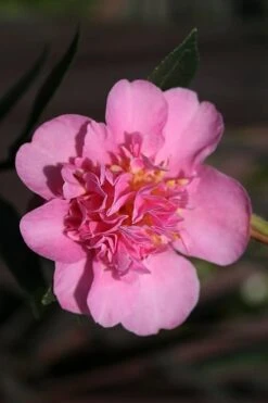 Showa No Sakae Dwarf Camellia Sasanqua - 1 Gallon Pot 13 Showa No Sakae Dwarf Camellia Sasanqua - 1 Gallon Pot -Orchard Essence Camellia Showa No Sakae 13