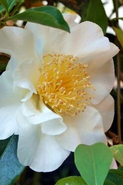 Silver Waves Camellia Japonica - 1 Gallon Pot -Orchard Essence Camellia Silver Waves 7