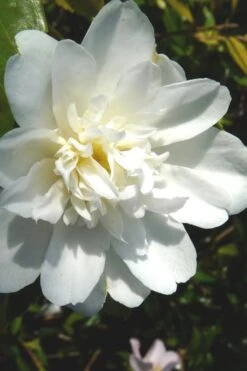 Snow Flurry Cold Hardy Camellia Hybrid - 1 Gallon Pot 12 Snow Flurry Cold Hardy Camellia Hybrid - 1 Gallon Pot -Orchard Essence Camellia Snow Flurry 2