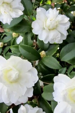 Snow Flurry Cold Hardy Camellia Hybrid - 1 Gallon Pot 15 Snow Flurry Cold Hardy Camellia Hybrid - 1 Gallon Pot -Orchard Essence Camellia Snow Flurry 6