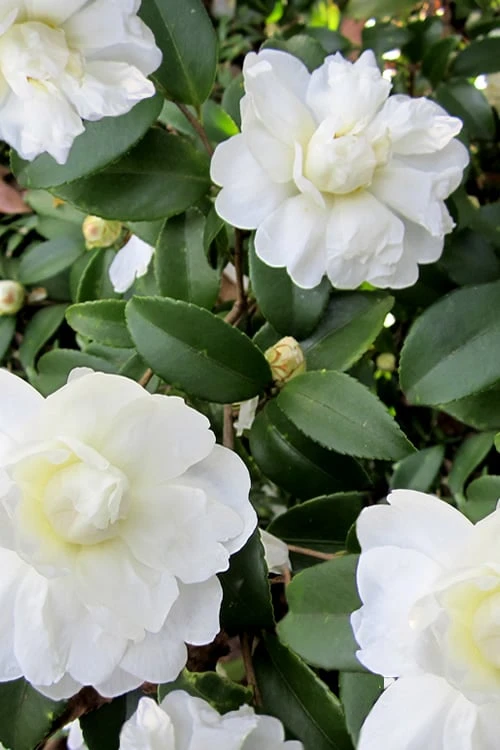 Snow Flurry Cold Hardy Camellia Hybrid - 1 Gallon Pot 9 Snow Flurry Cold Hardy Camellia Hybrid - 1 Gallon Pot - Image 7