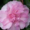 Sarrel Dwarf Camellia Sasanqua - 1 Gallon Pot -Orchard Essence Camellia Sorrel 1