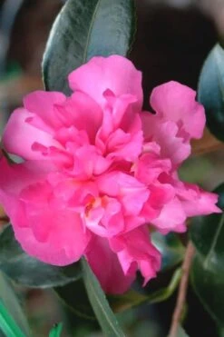 Sparkling Burgundy Camellia Sasanqua - 3 Gallon Pot 10 Sparkling Burgundy Camellia Sasanqua - 3 Gallon Pot -Orchard Essence Camellia Sparkling Burgundy 21 1