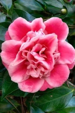 Tama Bambino Camellia Japonica - 3 Gallon Pot -Orchard Essence Camellia Tama Bambino 1